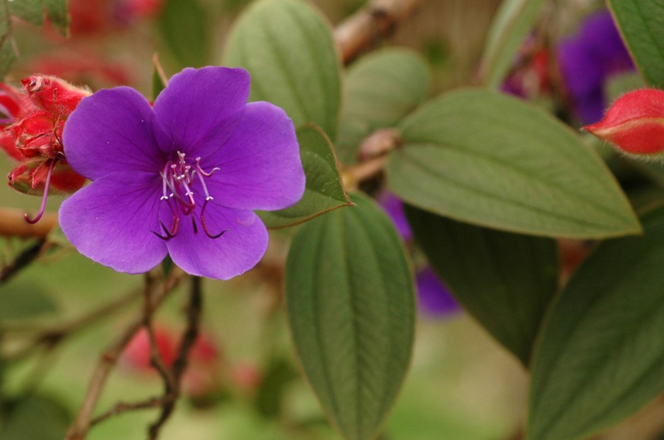 Melastomataceae