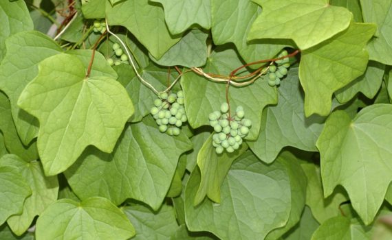 Menispermaceae