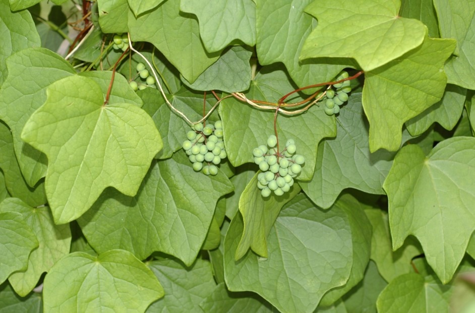 Menispermaceae
