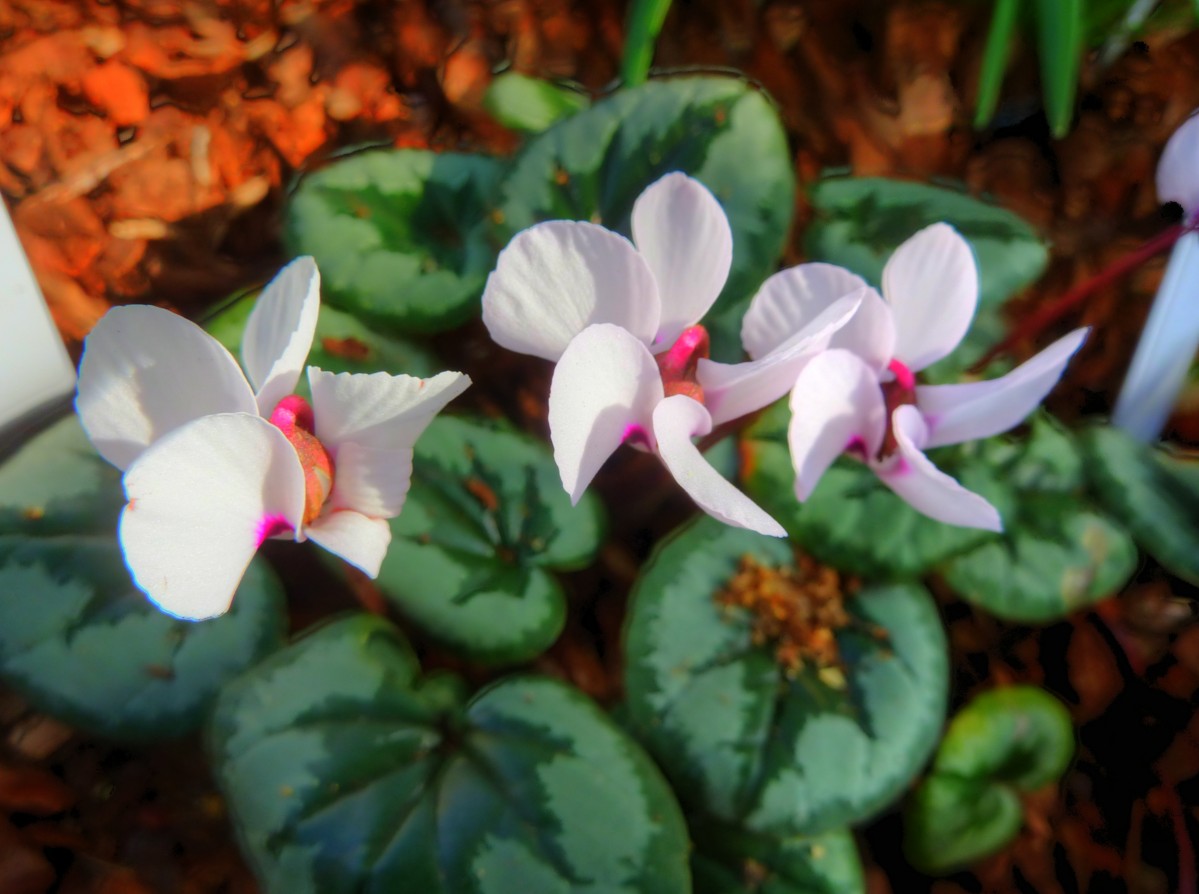 Myrsinaceae