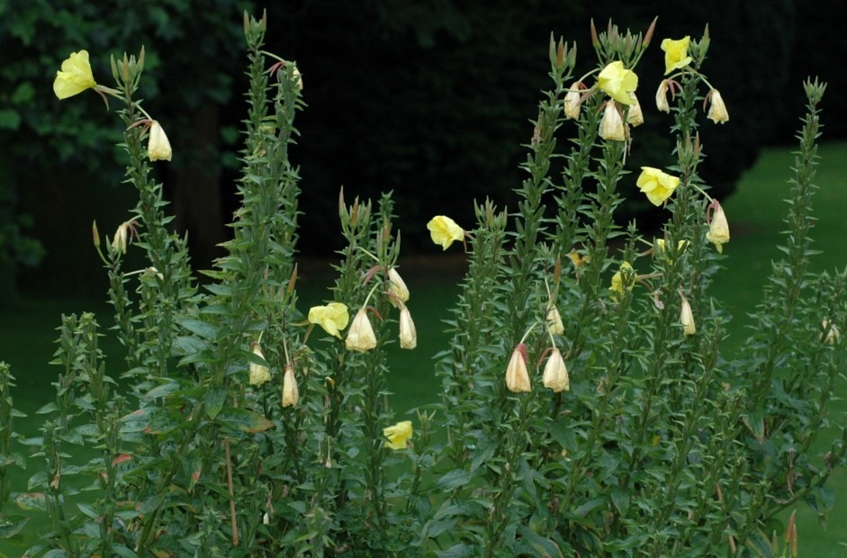 Onagraceae