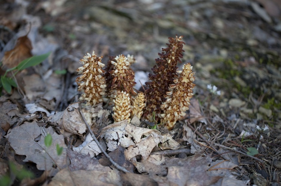 Orobanchaceae