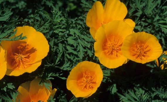 Papaveraceae