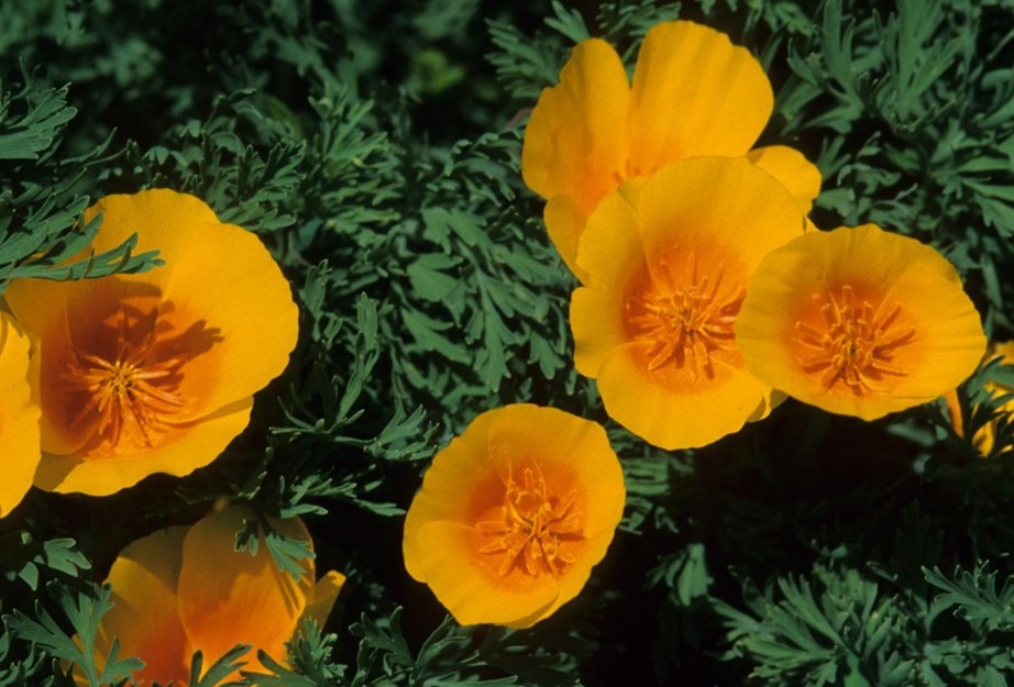 Papaveraceae