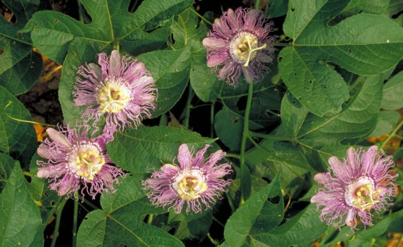 Passifloraceae