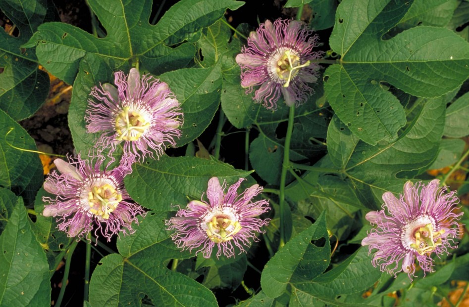 Passifloraceae