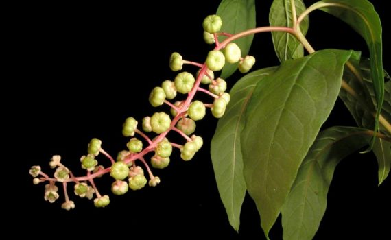 Phytolaccaceae