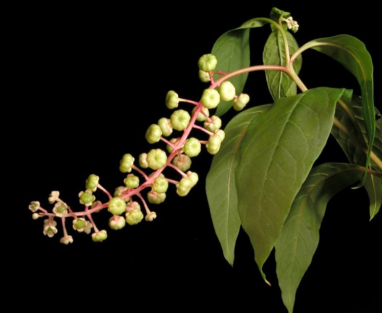 Phytolaccaceae