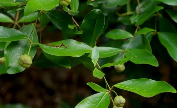 Picrodendraceae