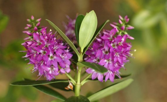 Plantaginaceae