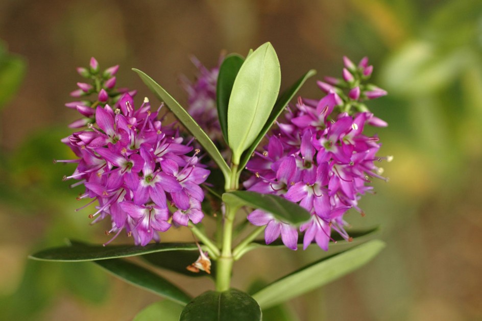 Plantaginaceae
