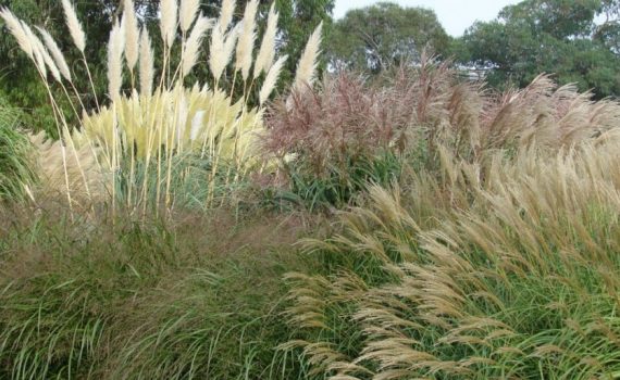 Poaceae