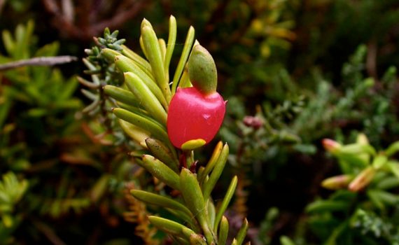 Podocarpaceae