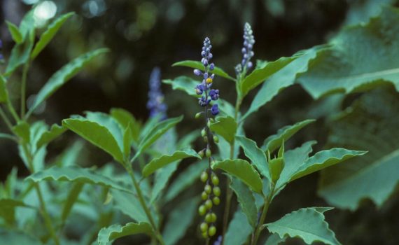 Polygalaceae