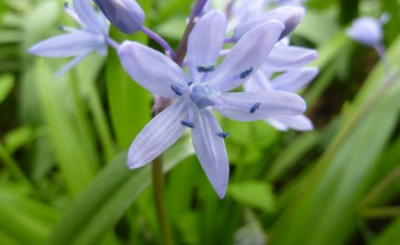 Polygonaceae
