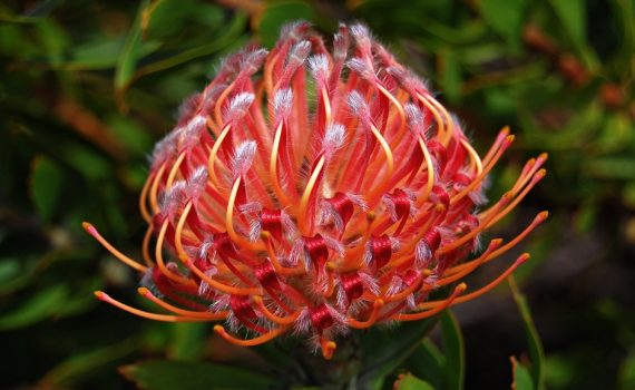 Proteaceae
