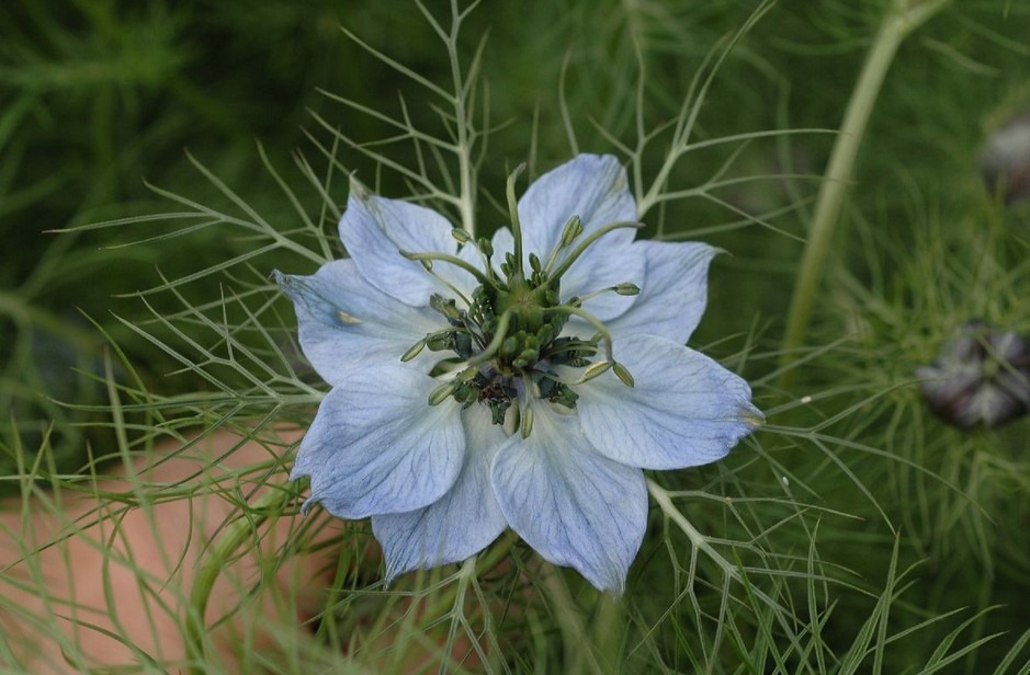 Ranunculaceae