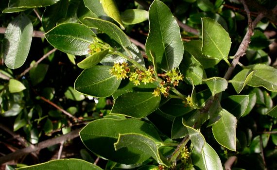 Rhamnaceae