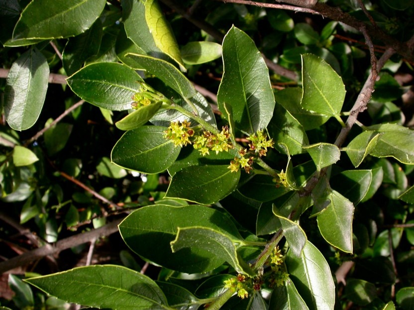 Rhamnaceae