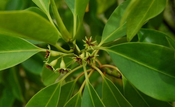 Rhizophoraceae