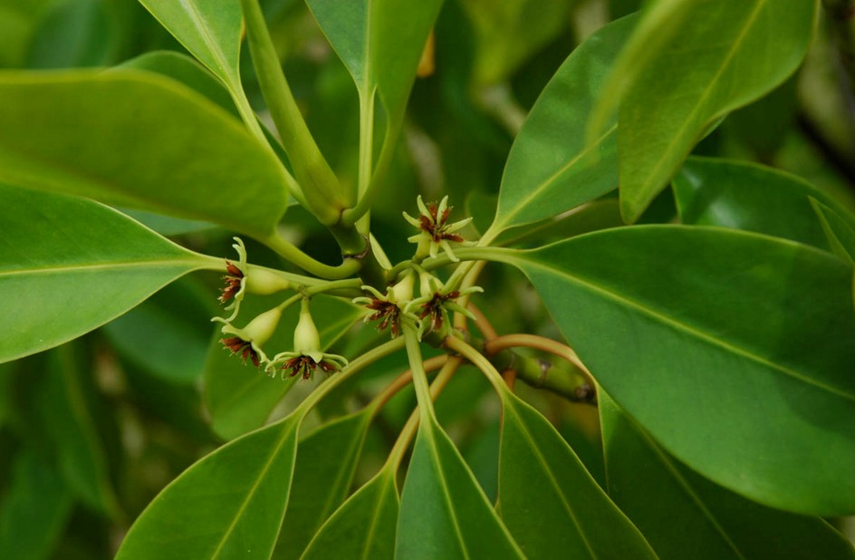 Rhizophoraceae