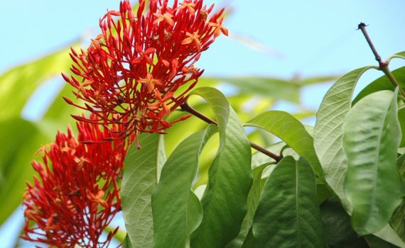 Rubiaceae