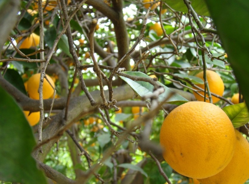Rutaceae