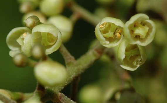 Sabiaceae
