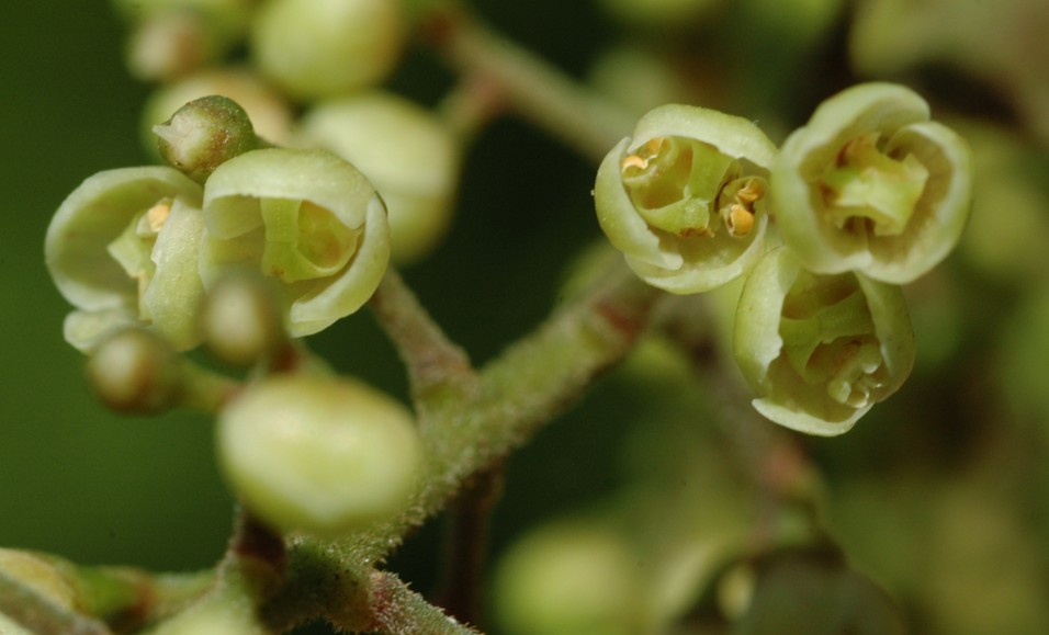 Sabiaceae