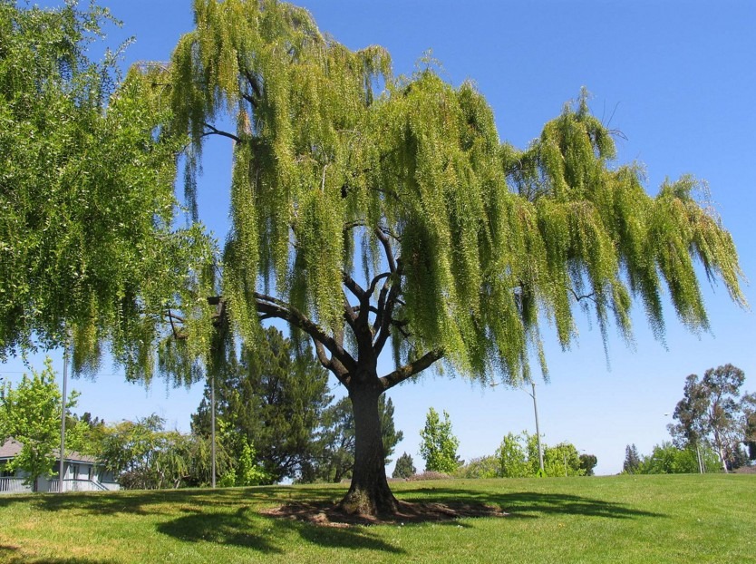 Salicaceae