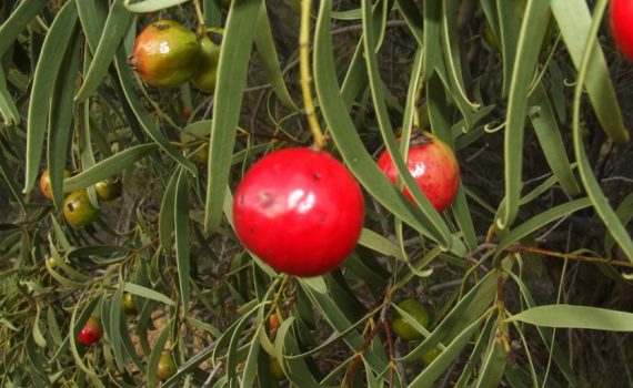 Santalaceae