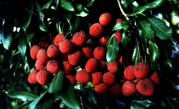 Sapindaceae
