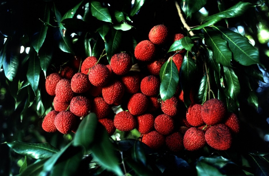 Sapindaceae