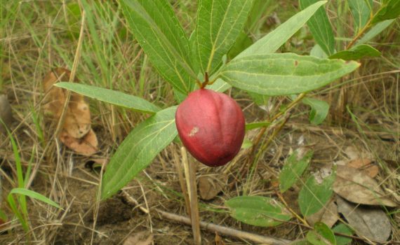 Anisophylleaceae