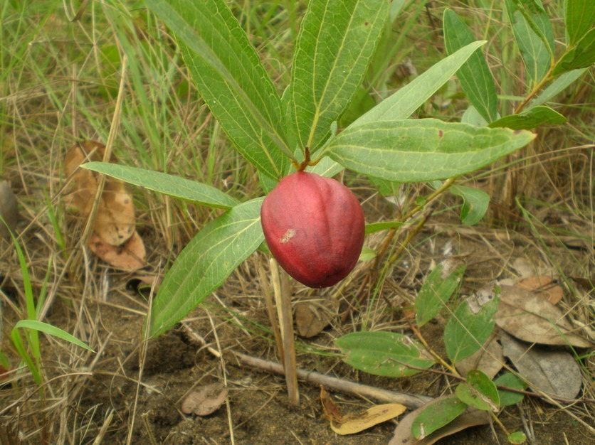 ANISOPHYLLEACEAE