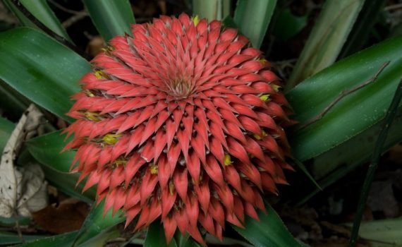 Bromeliaceae