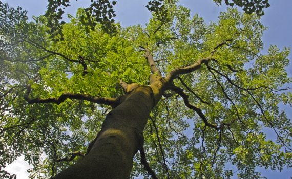 Simaroubaceae