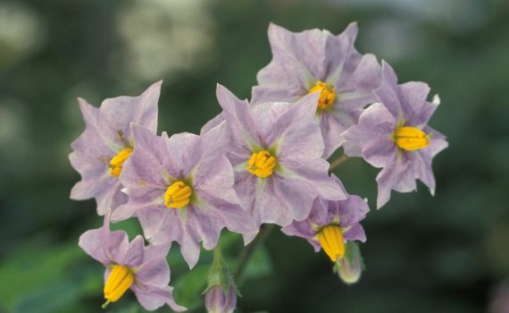 Solanaceae