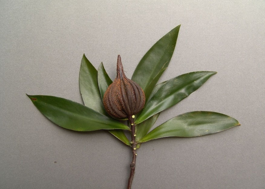 Tetrameristaceae