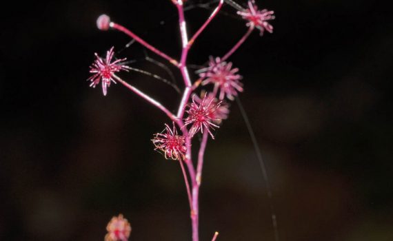 Triuridaceae