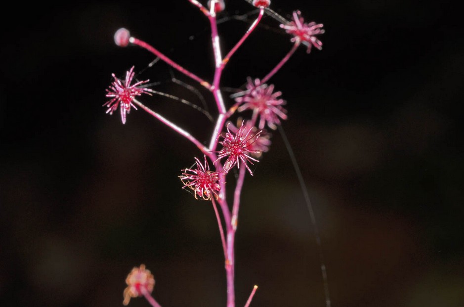 Triuridaceae