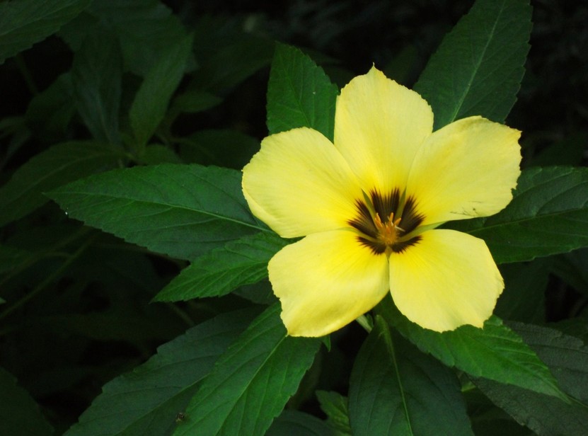 Turneraceae
