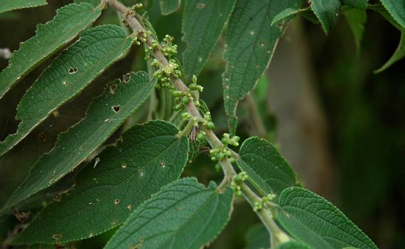 Ulmaceae