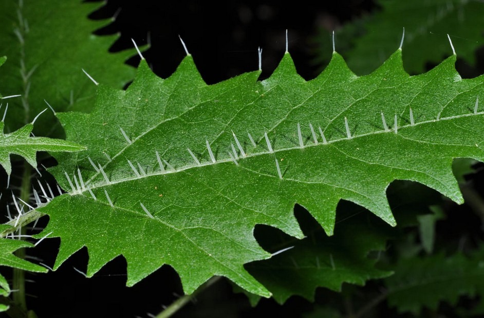 Urticaceae