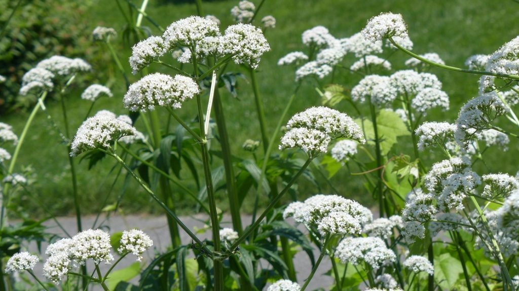 Valerianaceae