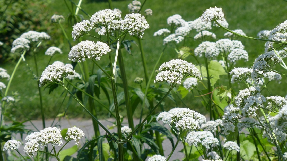 Valerianaceae