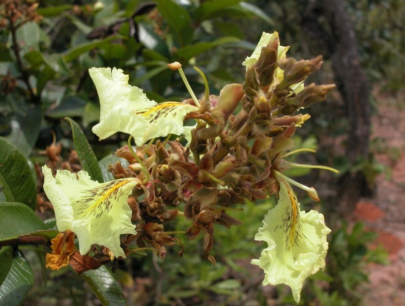 Vochysiaceae