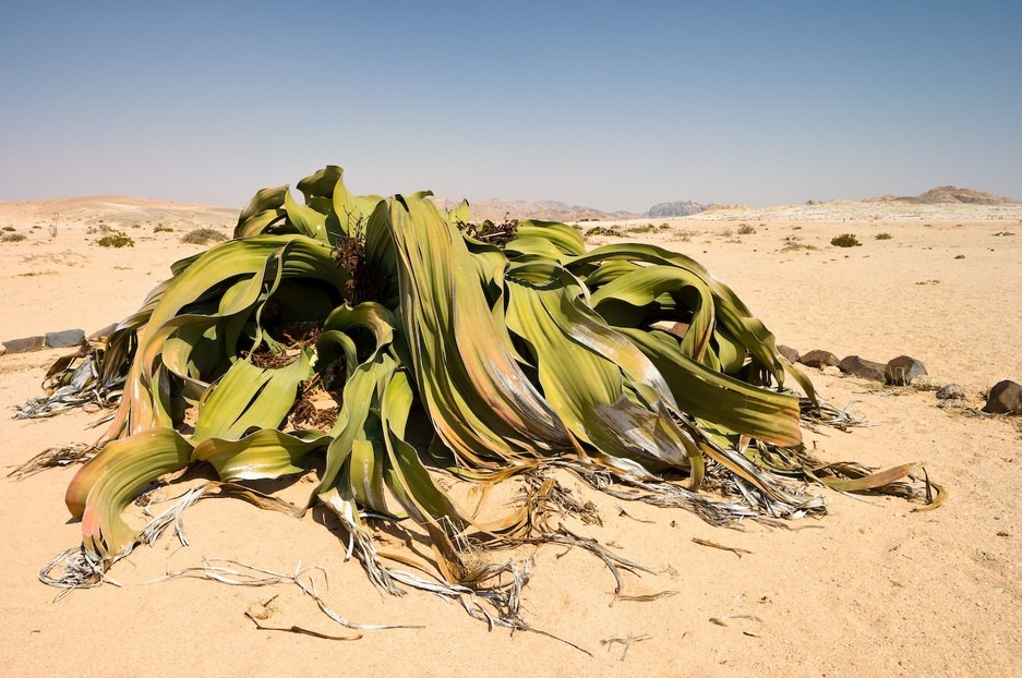 Welwitschiaceae