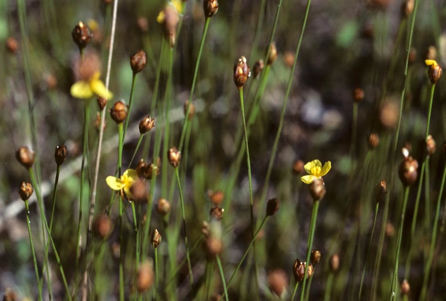 Xyridaceae