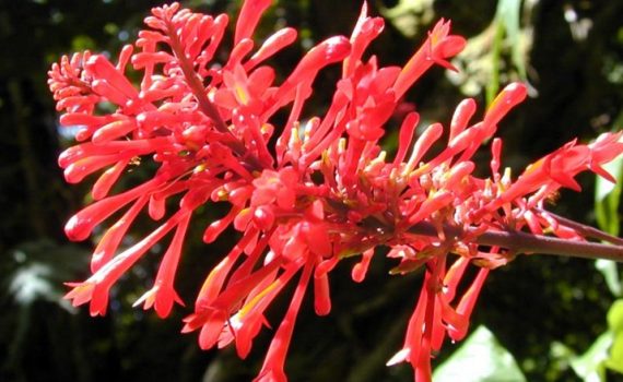 Acanthaceae